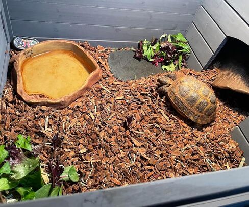 صخور الأردواز للزواحف، منصة تشمس الزواحف، طبق طعام السلحفاة من الصخور الطبيعية للزواحف، طبق تغذية السلحفاة in Kuwait