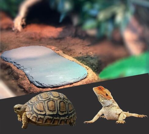 صخور الأردواز للزواحف، منصة تشمس الزواحف، طبق طعام السلحفاة من الصخور الطبيعية للزواحف، طبق تغذية السلحفاة in Kuwait