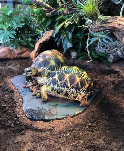 صخور الأردواز للزواحف، منصة تشمس الزواحف، طبق طعام السلحفاة من الصخور الطبيعية للزواحف، طبق تغذية السلحفاة in Kuwait