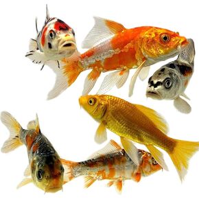 Toledo Goldfish Live Butterfly and Standard Fin Koi Combo, Live Fish with a Variety of Colors and Patterns - Perfect for Ponds, Tanks, and Aquariums - 3-4 Inches, 10 Count