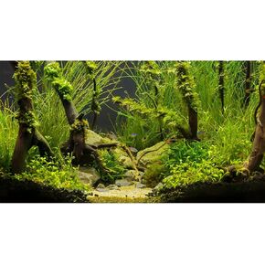 Aquarium Background Live Plants Stones and Roots Terrarium Background Jungle Theme Aquarium Backdrop Aquatic Plants Moss Fish Tank Wallpaper Decor Vinyl 24x12in