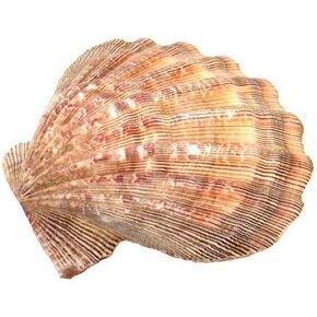 صدفة مخلب الأسد 5-6 بوصة طول in Kuwait