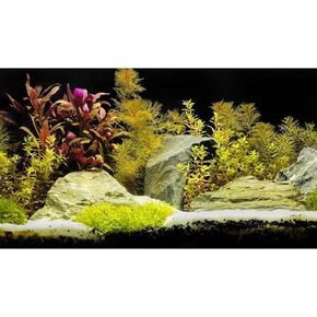 Aquarium Background Planted Tropical Freshwater Terrarium Background Various Aquatic Plants Aquarium Backdrop Big Stones with Moss Fish Tank Background Wallpaper Decor Vinyl 36x18in