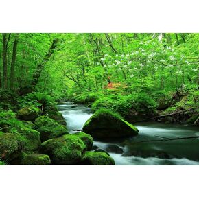 Stream Forest Aquarium Background Green Moss Tree Natural Landscape Terrarium Background Beautiful Forest Plants Tank Backdrop Wallpaper Decor Vinyl 36x18in