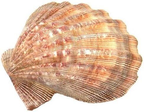 صدفة مخلب الأسد 5-6 بوصة طول in Kuwait