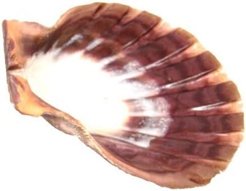 صدفة مخلب الأسد 5-6 بوصة طول in Kuwait