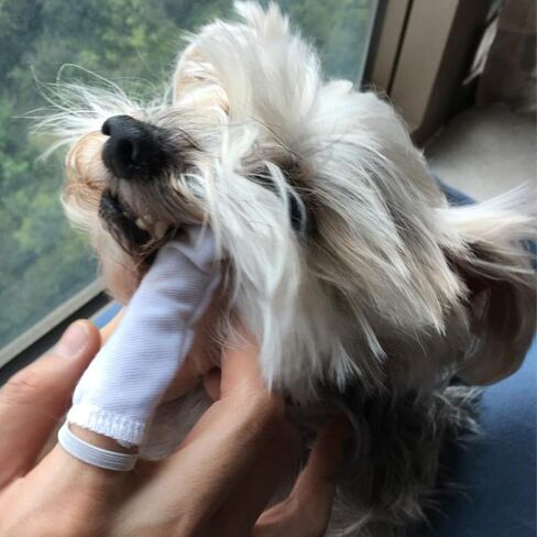 Alfie Pet - Avent Cotton Pet Dental Finger Brush - Size: 30-Piece Set in Kuwait