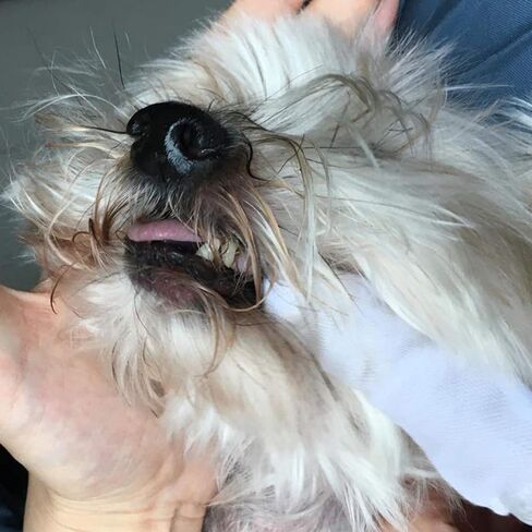 Alfie Pet - Avent Cotton Pet Dental Finger Brush - Size: 30-Piece Set in Kuwait