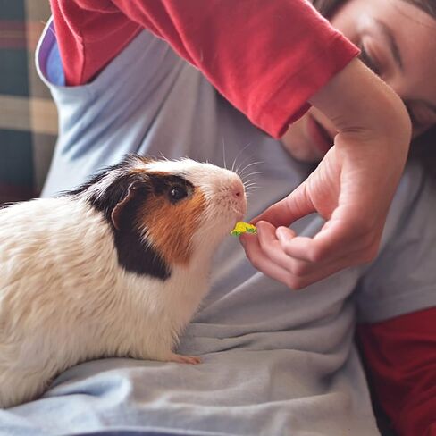 ألعاب مضغ على شكل أرنب، 150 جرام من مكافآت الأرنب، طعام خنزير غينيا الطبيعي لأسنان الحيوانات الصغيرة، ألعاب مولار للهامستر شينشيلا جربيل السنجاب in Kuwait