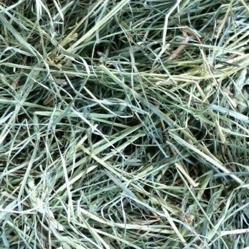 Small Pet Orchard Grass Hay Flake Pet Food for Rabbits, Guinea Pigs, Chinchillas and Other Small Animals, Premium Natural Hay Grown in The US, 7 LB in Saudi Arabia
