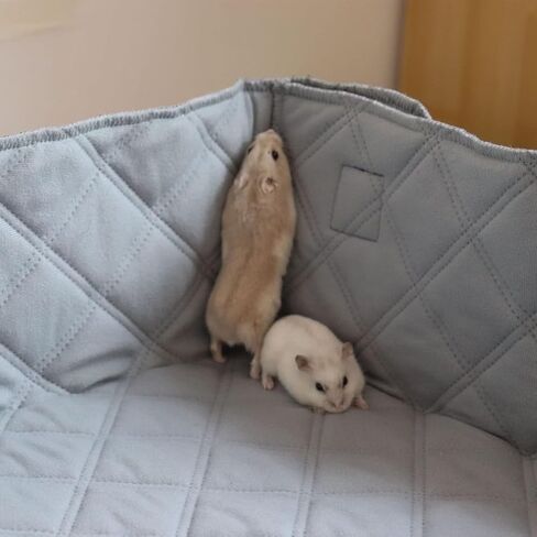 بطانة قفص خنزير غينيا من Oooct مع جوانب مرتفعة، وسادات تبول فراش خنزير غينيا، ومنصات قفص للحيوانات الصغيرة، خنازير غينيا، أرانب، فئران الهامستر، 41 × 27 × 5.7 بوصة، مناسبة لحجم القفص C&C 2 × 3 in Kuwait