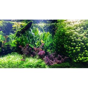 Aquarium Background Various Underwater Grass Plants Aquarium Backdrop Vivid and Fresh Green Aquatic Plants Stone River Bed and Dead Wood Tank Background Vinyl 30x18in