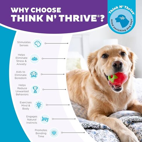 Outward Hound Dental Asparagus Treat-Dispensing Dental Dog Chew Toy, Medium, Green in Kuwait