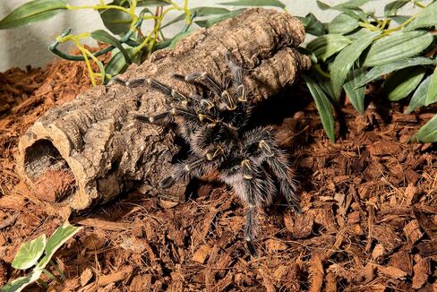 Galápagos (05020) فراش Tropicoco® Husk للزواحف والبرمائيات ومرابي حيوانات عالي الامتصاص وصديق للبيئة وخالي من الغبار مثالي لتنينات الماء والسلاحف والثعابين والمزيد، طوب مضغوط 8QT in Saudi Arabia