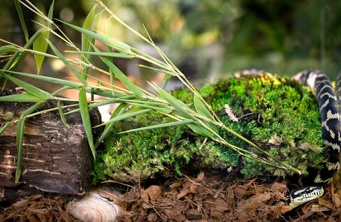 Galápagos (05020) فراش Tropicoco® Husk للزواحف والبرمائيات ومرابي حيوانات عالي الامتصاص وصديق للبيئة وخالي من الغبار مثالي لتنينات الماء والسلاحف والثعابين والمزيد، طوب مضغوط 8QT in Saudi Arabia