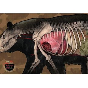 Bear Target 2-Sided Paper Range Targets (3pack) 27" x 39" for Archery & Rifle Hunters | Realistic Educational Anatomy Illustration by EthiKill…