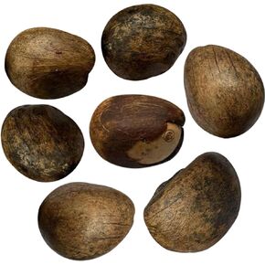Tagua Nuts Arts and Crafts Supplies - 7 Pcs Ecuadorian Tagua Nut Art and Craft Supplies | 1.22 ≤ Diameter ≤ 1.55 inch | Importaciones Camaleón