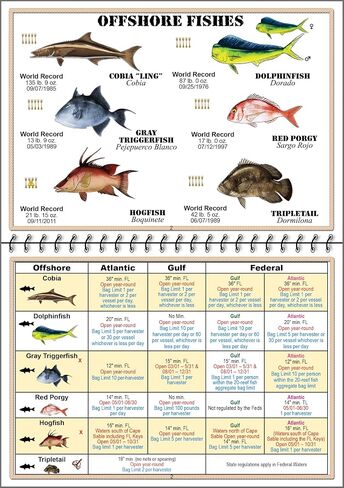 Florida Saltwater Fish Identification Book with FWC Rules, Regulations, Limits, and Sizes with 90+ Marine and Shark Photographs, Waterproof Fishing Guide, Angler and Fishermen Booklet in Saudi Arabia