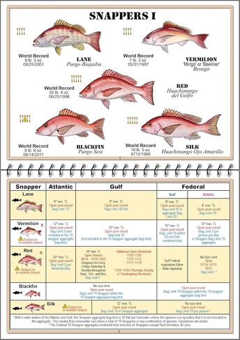 Florida Saltwater Fish Identification Book with FWC Rules, Regulations, Limits, and Sizes with 90+ Marine and Shark Photographs, Waterproof Fishing Guide, Angler and Fishermen Booklet in Saudi Arabia