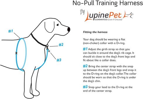 LupinePet Originals 1 "Dapper Dog 26-38" حزام بدون سحب للكلاب المتوسطة والكبيرة in Saudi Arabia