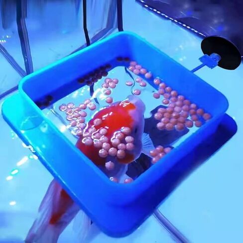 Aquarium Feeding Ring Set XUANHEY 5pcs Fish Feeding Betta Feeding Ring Aquarium Floating Fish Feeder for Fish Turtle (1 Square, 1 Round, 1 Movable Fish Shape and 2 Bloodworms Food Feeder) in Saudi Arabia