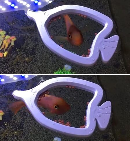 Aquarium Feeding Ring Set XUANHEY 5pcs Fish Feeding Betta Feeding Ring Aquarium Floating Fish Feeder for Fish Turtle (1 Square, 1 Round, 1 Movable Fish Shape and 2 Bloodworms Food Feeder) in Saudi Arabia