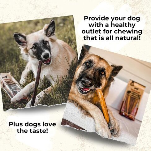 Bully Bunches Premium 12 Inch Jumbo Odor-Free Bully Sticks for Medium & Large Dogs - Long Lasting Chews for Oral Care - All Natural & Single Ingredient, 100% Beef Dog Treat, Rawhide Free (5 Pk) in Saudi Arabia