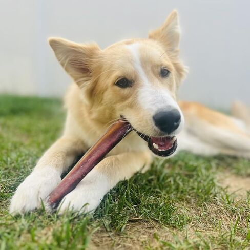 Bully Bunches Premium 12 Inch Jumbo Odor-Free Bully Sticks for Medium & Large Dogs - Long Lasting Chews for Oral Care - All Natural & Single Ingredient, 100% Beef Dog Treat, Rawhide Free (5 Pk) in Saudi Arabia
