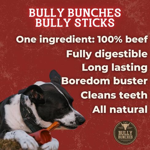 Bully Bunches Premium 12 Inch Jumbo Odor-Free Bully Sticks for Medium & Large Dogs - Long Lasting Chews for Oral Care - All Natural & Single Ingredient, 100% Beef Dog Treat, Rawhide Free (5 Pk) in Saudi Arabia