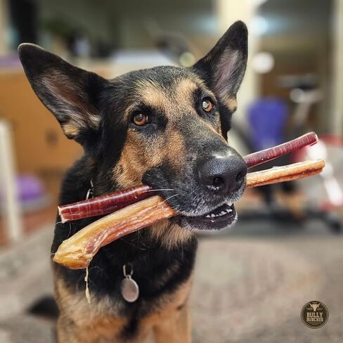 Bully Bunches Premium 12 Inch Jumbo Odor-Free Bully Sticks for Medium & Large Dogs - Long Lasting Chews for Oral Care - All Natural & Single Ingredient, 100% Beef Dog Treat, Rawhide Free (5 Pk) in Saudi Arabia