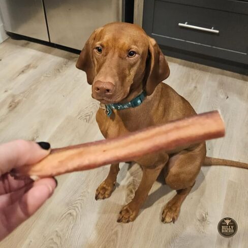 Bully Bunches Premium 12 Inch Jumbo Odor-Free Bully Sticks for Medium & Large Dogs - Long Lasting Chews for Oral Care - All Natural & Single Ingredient, 100% Beef Dog Treat, Rawhide Free (5 Pk) in Saudi Arabia