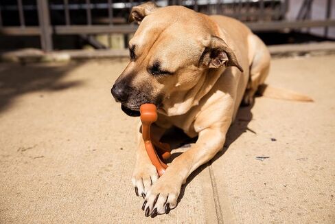 Peanut Butter & Bacon Flavored Dog Chew Toy for Aggressive Chewers - Tough Dog Bone - Heavy Duty and Durable Dog Toy - Nylon Bone Chew Toy for Medium Dogs and Large Dogs in Saudi Arabia