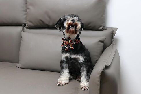 Lionet Paws Halloween Dog Bowtie Collar - Cute Cotton Adjustable Fall Dog Collar with Bowtie for Small Medium Large Dog Girl Boy Gift, S, Neck 10-16in in Kuwait