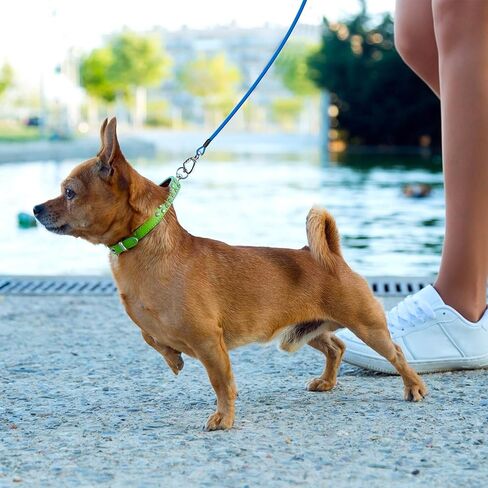 كابل ربط للحيوانات الأليفة من Sliridog للكلاب، سلك فولاذي بطول 10 أقدام مع مشابك متينة ومتفوقة وسلاسل زرقاء خارجية متينة للكلاب للفناء أو الهواء الطلق أو الشاطئ أو التخييم للكلاب الكبيرة التي يصل وزنها إلى 200 رطل (أزرق، L/10 قدم) in Saudi Arabia