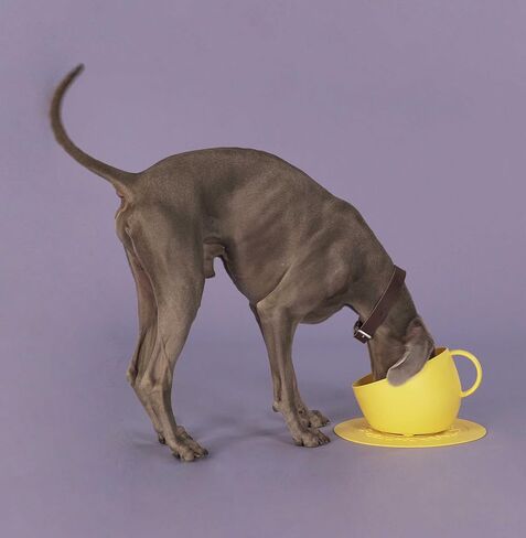 United Pets Cup-Shaped Dog Bowl & Mat Set for Dogs and Cats | BPA Free Water & Food Pet Bowl Feeder for Pets | Eco Friendly & Pet Safe Food Grade Quality Materials | Made in Italy | Taupe - 84.5 oz in Saudi Arabia