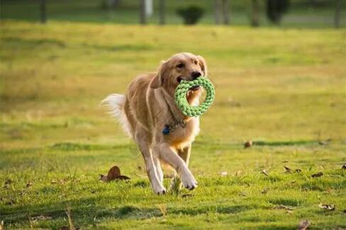 Dog Rope Ring Toy,Dog Chew Toy,Dog Training Toy,Dog Exercise Toy,Made by Material for Protecting Teeth, Dog Toy for Medium to Large Breed Dogs (Green) in Saudi Arabia