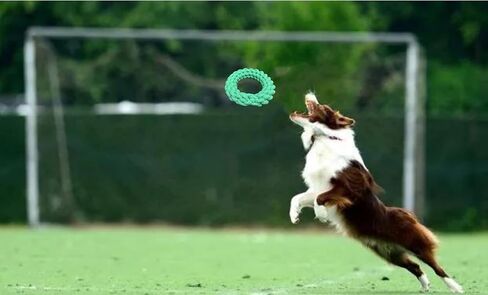 Dog Rope Ring Toy,Dog Chew Toy,Dog Training Toy,Dog Exercise Toy,Made by Material for Protecting Teeth, Dog Toy for Medium to Large Breed Dogs (Green) in Saudi Arabia