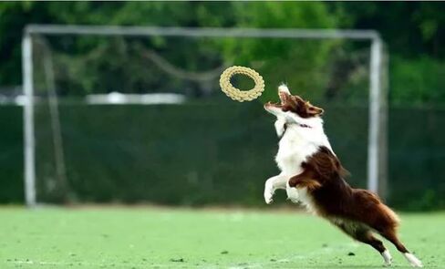 Dog Rope Ring Toy,Dog Chew Toy,Dog Training Toy,Dog Exercise Toy,Made by Material for Protecting Teeth, Dog Toy for Medium to Large Breed Dogs (Green) in Saudi Arabia