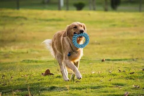 Dog Rope Ring Toy,Dog Chew Toy,Dog Training Toy,Dog Exercise Toy,Made by Material for Protecting Teeth, Dog Toy for Medium to Large Breed Dogs (Green) in Saudi Arabia