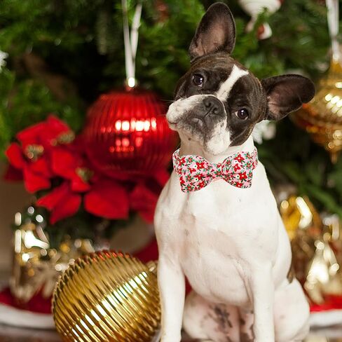 Lionheart glory Dog Collar with Flower Christmas Tree Pink Dog Collar for Small Dogs, Adjustable Soft Sturdy Girl Collars Flowers Pet Collar Flower Cute Collars in Kuwait