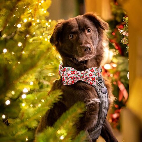 Lionheart glory Dog Collar with Flower Christmas Tree Pink Dog Collar for Small Dogs, Adjustable Soft Sturdy Girl Collars Flowers Pet Collar Flower Cute Collars in Kuwait