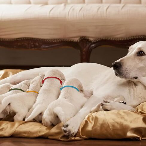 16PCS Puppy Collars Whelping Collars for Puppies, Adjustable Puppy ID Newborn Puppy Collars, Puppy Litter Collars for Small Puppies/Tiny Kitten/Baby Kitten/Newborn Puppy Collars for Small Dogs/Cats in Saudi Arabia