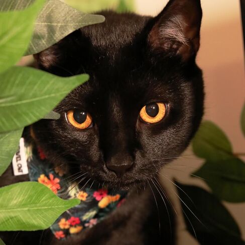 Travel Cat Bandana Collar- Adjustable Cat Collar with Buckle for Cat, Kitten, Puppy, Small Dog Outdoor Walking - Cute Cat Clothes Accessories and Supplies for Indoor Cats (Groovy) in Saudi Arabia