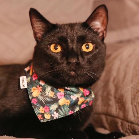 Travel Cat Bandana Collar- Adjustable Cat Collar with Buckle for Cat, Kitten, Puppy, Small Dog Outdoor Walking - Cute Cat Clothes Accessories and Supplies for Indoor Cats (Groovy) in Saudi Arabia