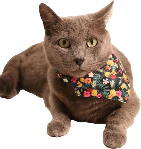 Travel Cat Bandana Collar- Adjustable Cat Collar with Buckle for Cat, Kitten, Puppy, Small Dog Outdoor Walking - Cute Cat Clothes Accessories and Supplies for Indoor Cats (Groovy) in Saudi Arabia