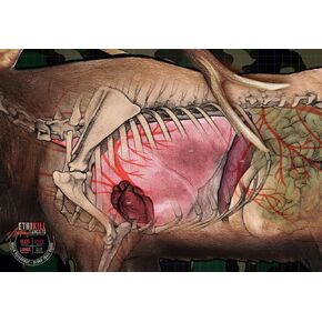 Elk Target 2-Sided Paper Range Targets (3pack) 27" x 39" for Archery & Rifle Hunters | Realistic Educational Anatomy Illustration by EthiKill…