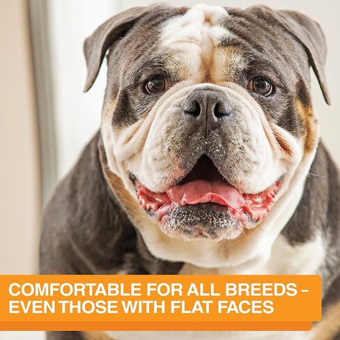 The Niner Slow Feed Bowl - Raised Peaks Slow Down Pets Eating - Fits Elevated Feeders Including Neater Feeder Large Sizes - Gentle on Teeth and Gums - Holds up to 2 Cups (Aquamarine) in Saudi Arabia