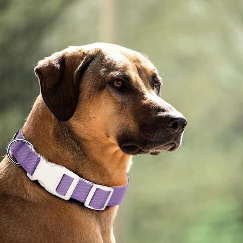 Plutus Pet Cotton Dog Collar, Heavy Duty Collar with Soft Padding, Adjustable and Comfortable for Small Medium and Large Dogs, Light Yellow, M in Saudi Arabia