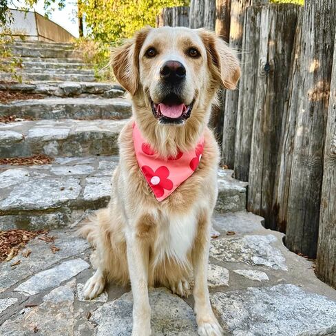 Branson's Buddies Dog Bandana - 2 Pack | Flower | Premium & Durable Polyester Fabric | Adjustable Fit | Multiple Sizes Offered (Blue & Green, Medium) in Saudi Arabia