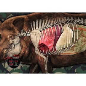 Hog Target 2-Sided Paper Range Targets (5pack) 18" x 26" for Archery & RifleHunters | Realistic Educational Anatomy Illustration by EthiKill…